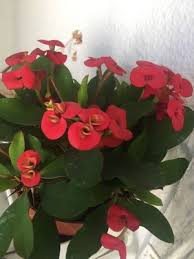 Image result for Euphorbia kilwana