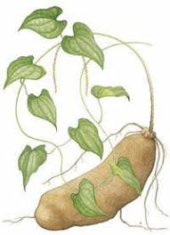 Image result for Dioscorea alata