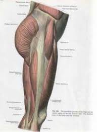 Oct 26, 2017 · the hamstring is a group of three muscles that run up the back of your thigh. Does My Child Have Tight Lower Back And Leg Muscles Skills For Action