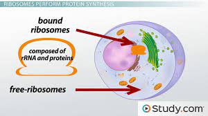 Ribosomes Function Structure Where Do Ribosomes Do Video Lesson Transcript Study Com