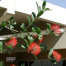 Image result for Combretaceae