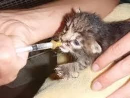 Just a simple trick to remove eye boogers from kittens eyes. What Is The Best Way To Clean A Newborn Kitty S Eyes Quora