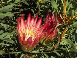 Image result for Faurea saligna