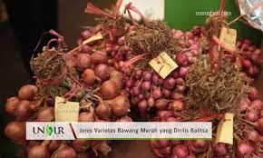 Bawang ini merupakan jenis bawang yang serbaguna dan bisa digunakan di semua jenis makanan. Inilah 14 Jenis Varietas Bawang Merah Yang Dirilis Balitsa Unsurtani Com