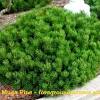 Soft, bright, silvery blue foliage twists around the branchlets and forms a dense, upright. 1