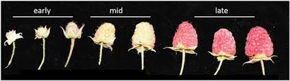 Check spelling or type a new query. Phospholipase D Inhibition By Hexanal Is Associated With Calcium Signal Transduction Events In Raspberry Horticulture Research
