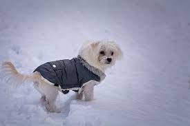 Sistemate il cartamodello sui tre strati di tessuto e realizzate una seconda parte, che imbastirete come avete fatto in precedenza. Cappottino Per Cani Fai Da Te Ai Ferri E All Uncinetto Gli Schemi Foto Pourfemme