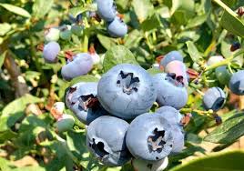 Check spelling or type a new query. Peru On The Way To Becoming The World S Largest Fresh Blueberry Exporter Freshfruitportal Com