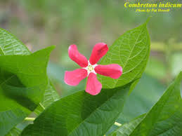 Image result for Combretum indicum