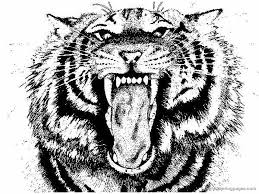 Keep your kids busy doing something fun and creative by printing out free coloring pages. Drawing Tiger 13679 Animals Printable Coloring Pages