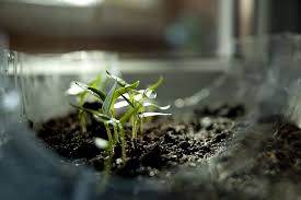 Research on the medicinal plant called cat's whiskers (orthosiphon stamineus) showed that when the plant was exposed to artificial light with high irradiance (the measure of how much energy the light emits), there was a decrease in important secondary metabolites. Easy Plant Science Experiments For The Classroom Project Learning Tree