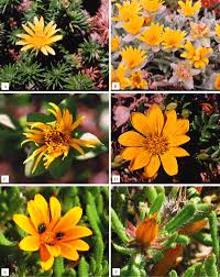 Image result for Berkheya bipinnatifida