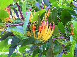 Image result for Loranthaceae