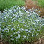 Image result for Haumaniastrum