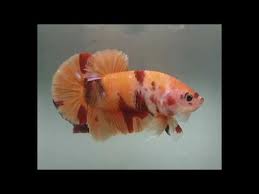 The nemo pattern is named for the famous and fictional disney star. Betta Koi Nemo Que Es Y Como Obtenerlos Youtube