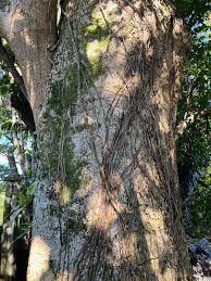 Image result for Faurea saligna