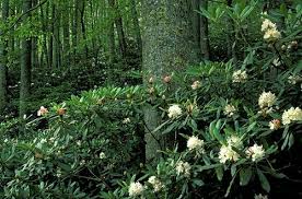 Rosebay Rhododendron By Jim Dollar Plants Rhododendron Woodland Garden