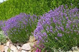 Klar, kann man nicht nur im winter den lavendel in die wohnung holen, auch ganzjährig kann er in der wohnung bleiben. Lavendel Pflanzen Pflegen Vermehren Schoner Wohnen
