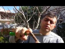 Incir Agacina Yarma Asi Nasil Yapilir Puf Noktalari Nelerdir Youtube Incir Asa Youtube