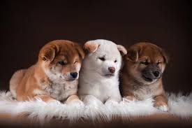 Shiba inus are not usually friendly to strangers. How To Find An Ethical Shiba Inu Breeder My First Shiba Inu