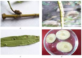 Image result for pseudomonas savastanoi pv nerii oleander symptoms