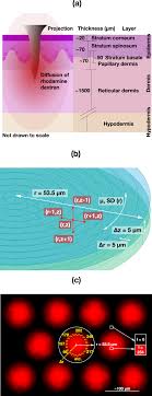 Huge collection, amazing choice, 100+ million high quality, affordable rf and rm images. Space And Time Resolved Investigation On Diffusion Kinetics Of Human Skin Following Macromolecule Delivery By Microneedle Arrays Scientific Reports