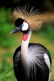Tropical Bird With Hair On Head This Bird Looks Crazy But The Texture And Vividness Of The Colors On This Bird Are Captivating Birds Beautiful Birds Pretty Birds