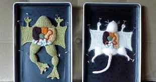 It seems to be an inherent characteristic of the medium to be associated with warmth, security and care. Learn Anatomy From Dissected Knit Creatures By Emily Stoneking Bored Panda