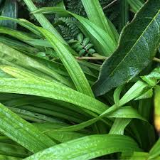 Image result for Carex cognata