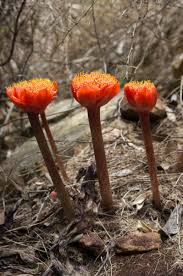 Infinite the jackal/super infinite/phantom infinite (c) sega. Haemanthus Coccineus Haemanthus Sanguineus How To Spot An April Fool