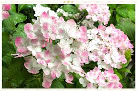 Such flowers have the power to invoke powerful emotions. 15 Japanese Flower Meanings And Where To Find Them Proflowers Blog
