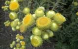 Image result for Helichrysum ellipticifolium