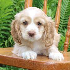 They are very mellow dogs and love to play fetch. Duke Cocker Spaniel Male Puppy For Sale In Morgantown Pennsylvania Vip Puppies