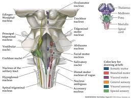 Brainstem Cranial Nerve Nuclei Cranial Nerves Nerve Cranial Nerves Mnemonic