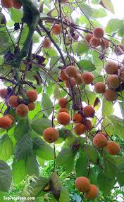 Image result for Diospyros virgata