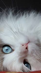 Kedi 28 Cute Cats Pretty Cats Beautiful Cats