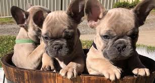 5 out of 5 stars (7,037) $ 7.00. French Bulldogs Online Shop The French Shoppe