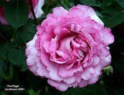 / the star of the piaget family, the yves piaget rose, is as lavish as a rose can be. Rose Rosa Yves Piaget In The Roses Database Garden Org
