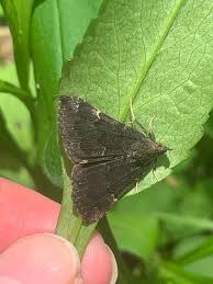About Sordid Bomolocha Moth - Maryland Biodiversity Project