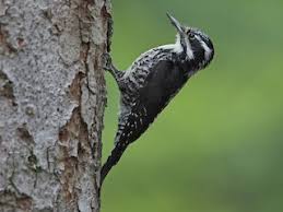 Image result for Tridactyle virginea