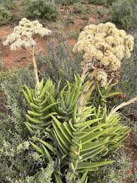 Image result for Crassula perfoliata
