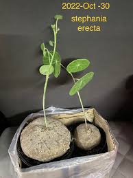 Image result for Stephania cyanantha