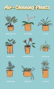 Coleman Guestrest Double High Air Mattress Queen Gray Plants House Plants Indoor Bathroom Plants