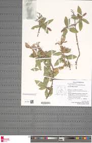 Image result for Monothecium glandulosum