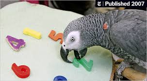 A spell used to open doors. Alex A Parrot Who Had A Way With Words Dies The New York Times