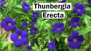 Image result for Thunbergia erecta