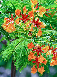 Image result for Delonix