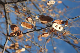 Image result for Acacia brevispica