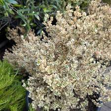 Image result for Myrsine africana