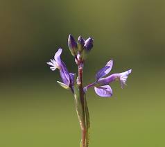 Image result for Polygala ohlendorfiana